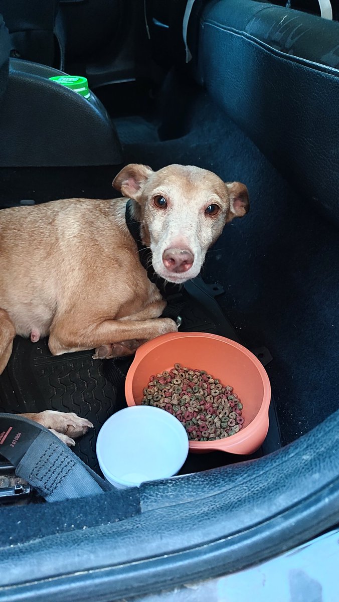 Pos0c's tweet photo. Bueno chicxs os cuento. He recogido a esta perrita, estaba en medio de una carretera parada y era carne de atropello. Se ha dejado coger y es muy buena. Se ve que es mayor, no le he visto ninguna herida pero tiene las tetitas mal, probablemente la habrán usado para criar https://t.co/6sTmtpv7F1