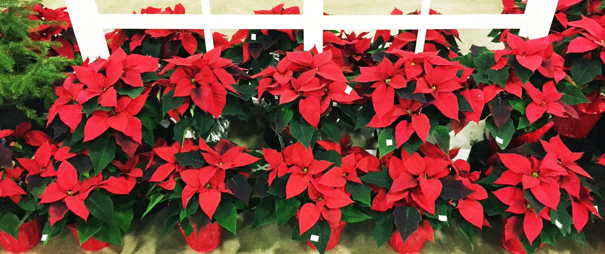 VicsBestPlaces's tweet photo. Today is your last chance to check out the West Coast Christmas Show &amp; Artisan Marketplace at Tradex in Abbotsford. Lots of great shopping opportunities there! For details see https://t.co/Sot3JMWDNh @WestCoastXmas @fvTradex @TourismAbby https://t.co/z5pp8oQfVT