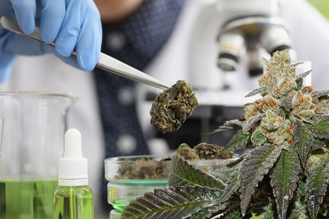 DutchPassion_'s tweet image. #Triploid genetics have been used extensively in farming, bringing stabilised increases in both yield and quality. The same could also prove true for cannabis and that has got everyone in the cannabis industry very excited. 🤩⁠
⁠
Read more: dutch-passion.com/en/blog/the-se…