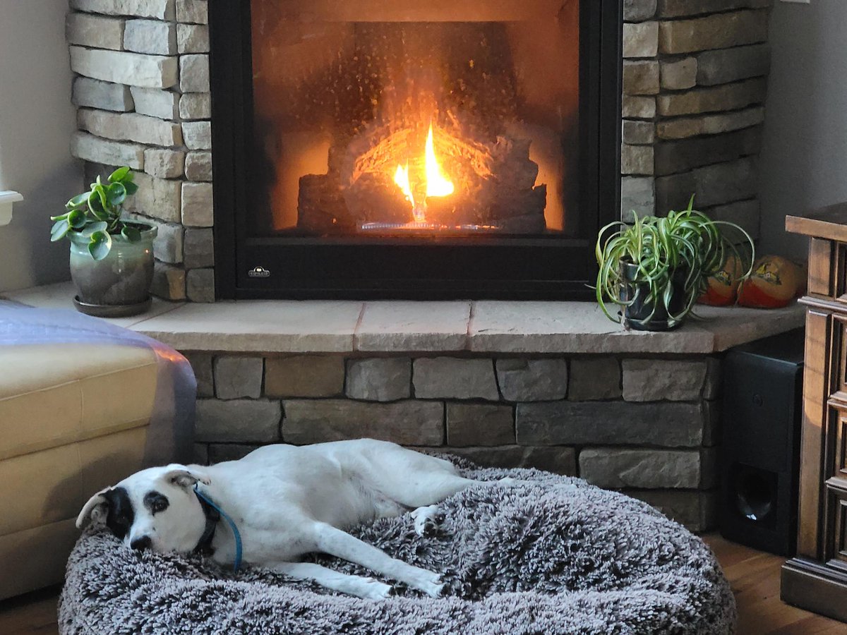 RachelPipan's tweet photo. This photo of our family dog Bandit living his best, coziest life 🐶🔥 https://t.co/3LTY8YMGFW