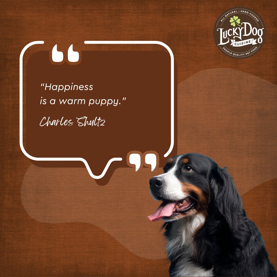 We recommend starting your puppy out on our Tail Waggin’ Turkey recipe and gradually adding other proteins as your pup grows. 

Try it here luckydogcuisine.com/product/lucky-… 

#luckydogcuisine #luckydog #dogfood #healthydogfood