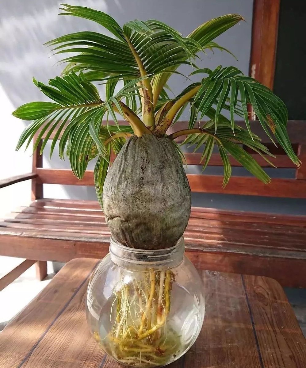 A coconut bonsai