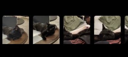 new_moon_suga's tweet photo. 근데 민윤기 
이 고양이 뭔데..?

무ㅓ냐거 대답해.. https://t.co/SWyBY9h3DO
