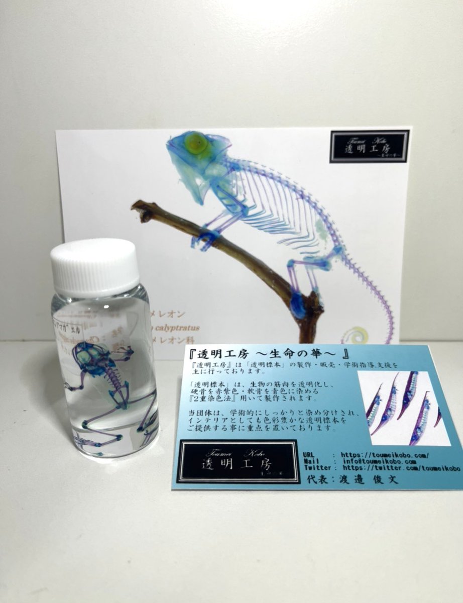 緊急値下げ!人気の透明骨格標本 | www.stickiesbar.com