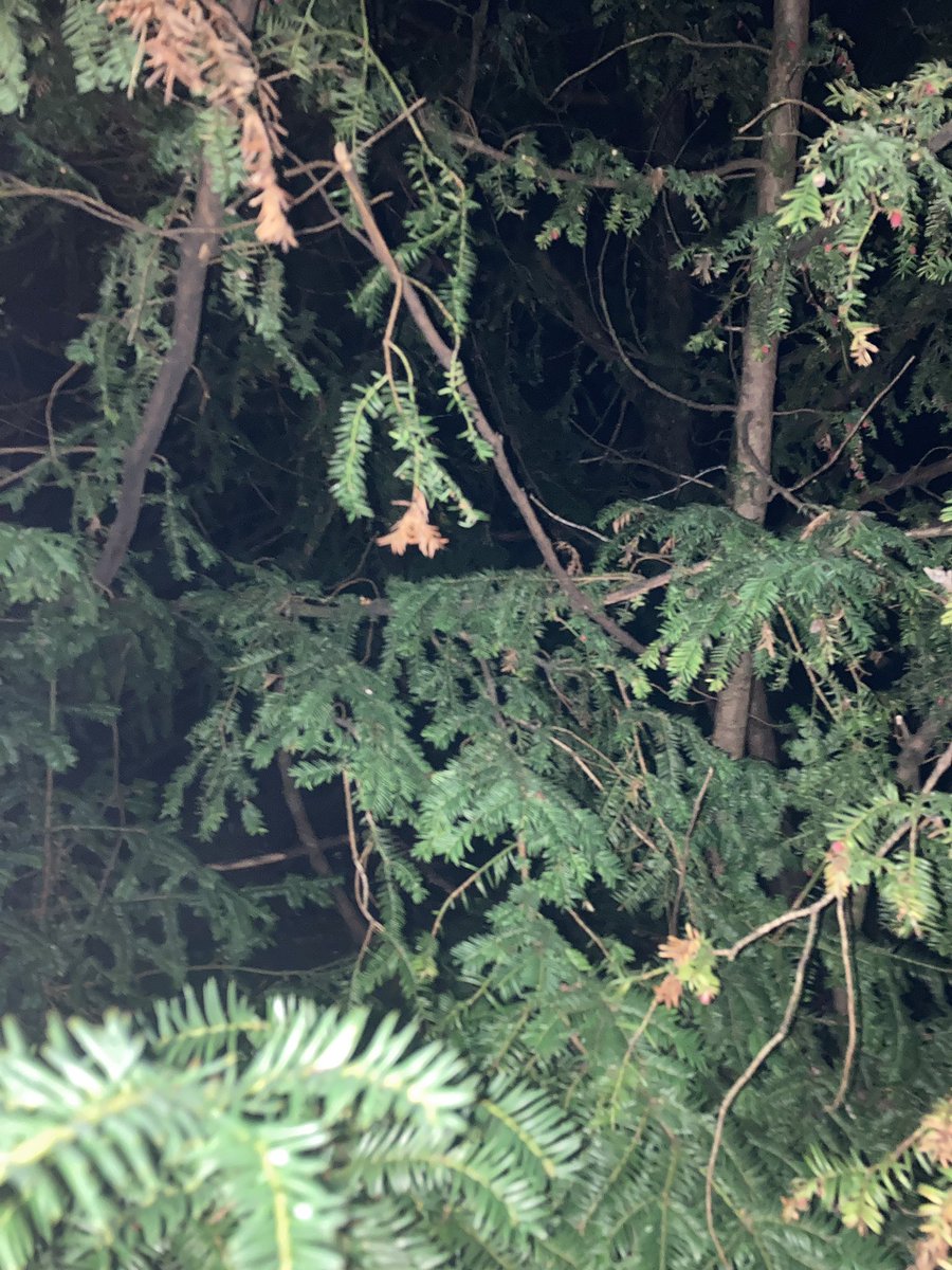 DownloadFolder's tweet image. 