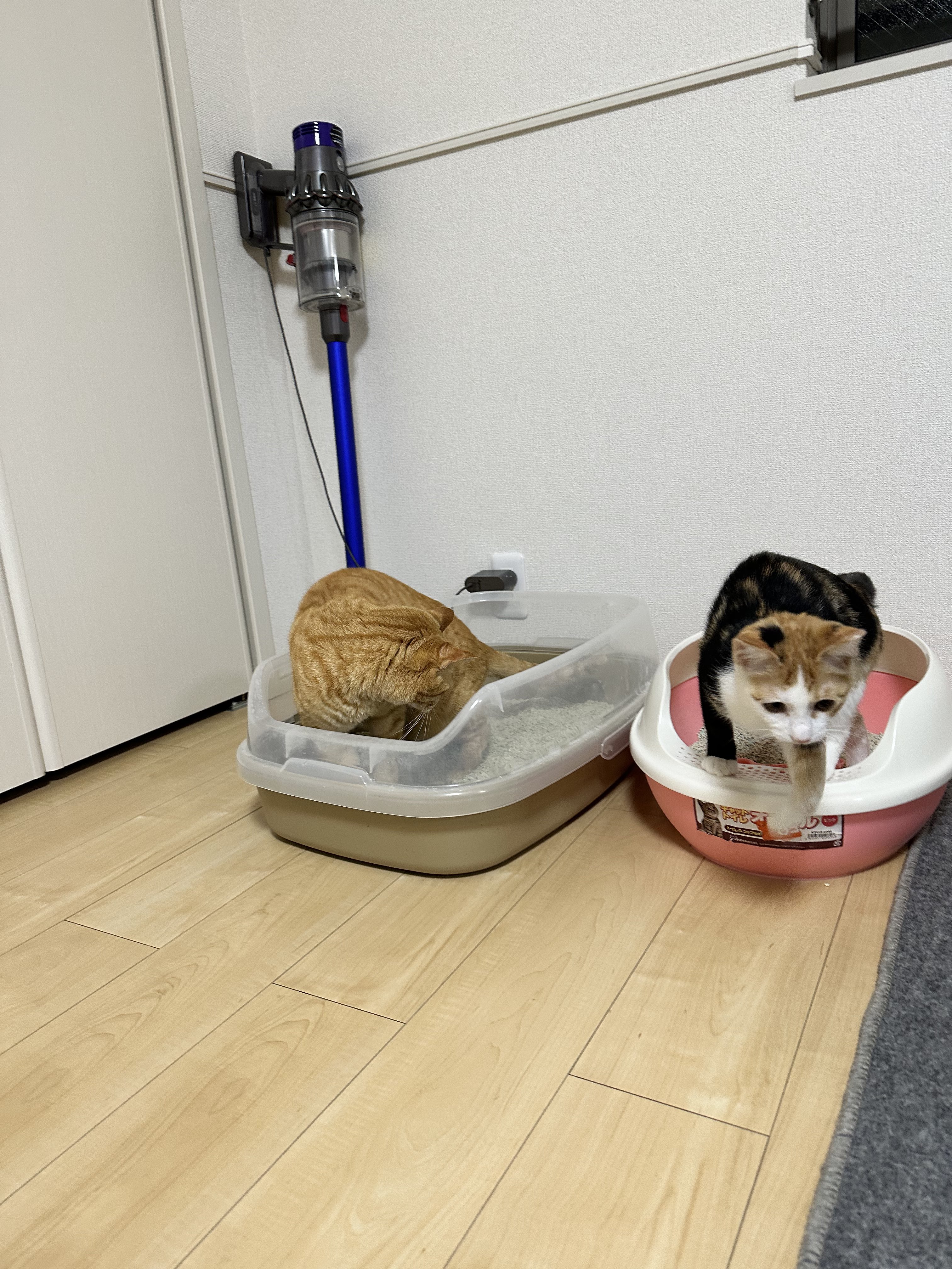 あずきなこ🐈🐾 (@kinaco0505_) / Twitter あずきなこ🐈🐾 (@kinaco0505_) / Twitter