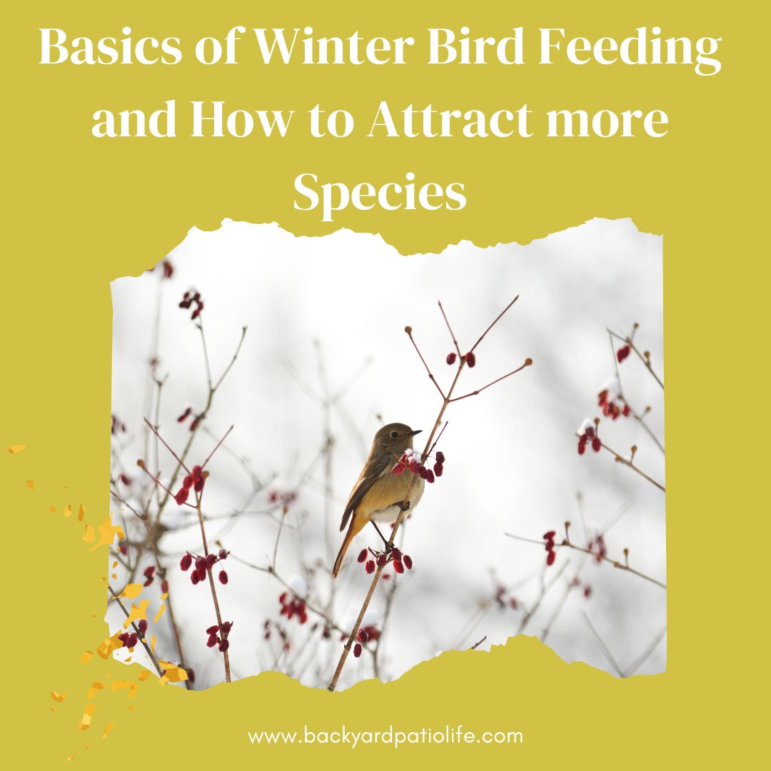 happybackyard's tweet photo. Learning about all the different ways to attract birds to my backyard this winter! 

Check it out here: https://t.co/wox8sJgOa7

#birdfeeding #naturelove #backyardlife #patio #patiolife #backyardactivities #outdoorlife #backyard https://t.co/C7SEgCpHYy