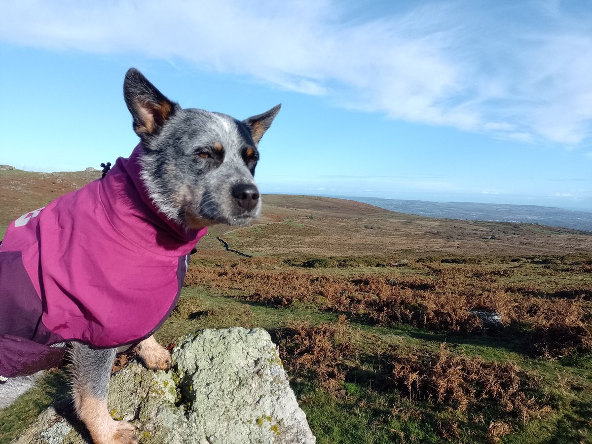 rum_gre's tweet photo. Last day of annual leave, so headed to Dartmoor with Pie. After getting caught in a shower right at the start the weather cleared up for an incredible view from the top of Rippon Tor. #Dartmoor #AustralianCattleDog #BlueHeeler #HikingWithDogs https://t.co/vSlj8DlCba