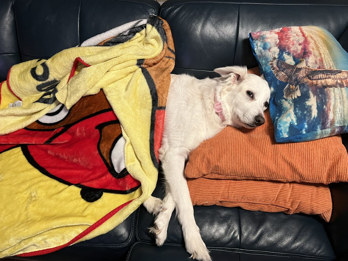 MsHKinders's tweet photo. Thanksgiving Break mood: (featuring… WINNIE!) 🐻‍❄️🐰🦭 #Superstar 😁 https://t.co/hKtRj17NkR