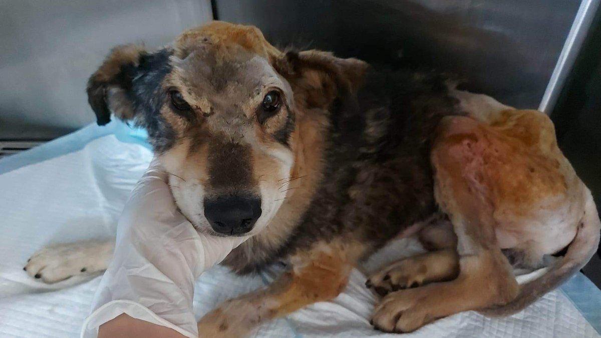 GillyMeeky's tweet photo. Jimmy. The vet is quietly confident that he is going to survive. He said when he is ready to leave he needs a warm space+good food. Elena has a warm space ready. We will get good food, vitamins+supplements and build up his health. My aim is he makes it to adoption in the UK 🙏🤞 https://t.co/5Dt9OppCVf