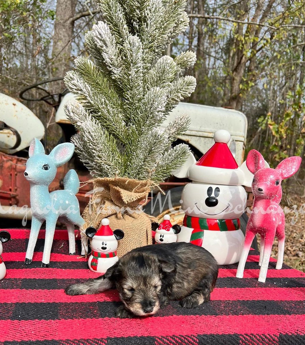 FarmsPaws's tweet photo. Everyone loves a lotus traditional S&amp;P #Schnauzers #puppiesofinstagram #puppy #puppylife  #schnauzer #SchnauzerGang #MiniatureSchnauzer #minischnauzer #DogsofTwitter #Dog #puppylove https://t.co/RSvXU81Kbo