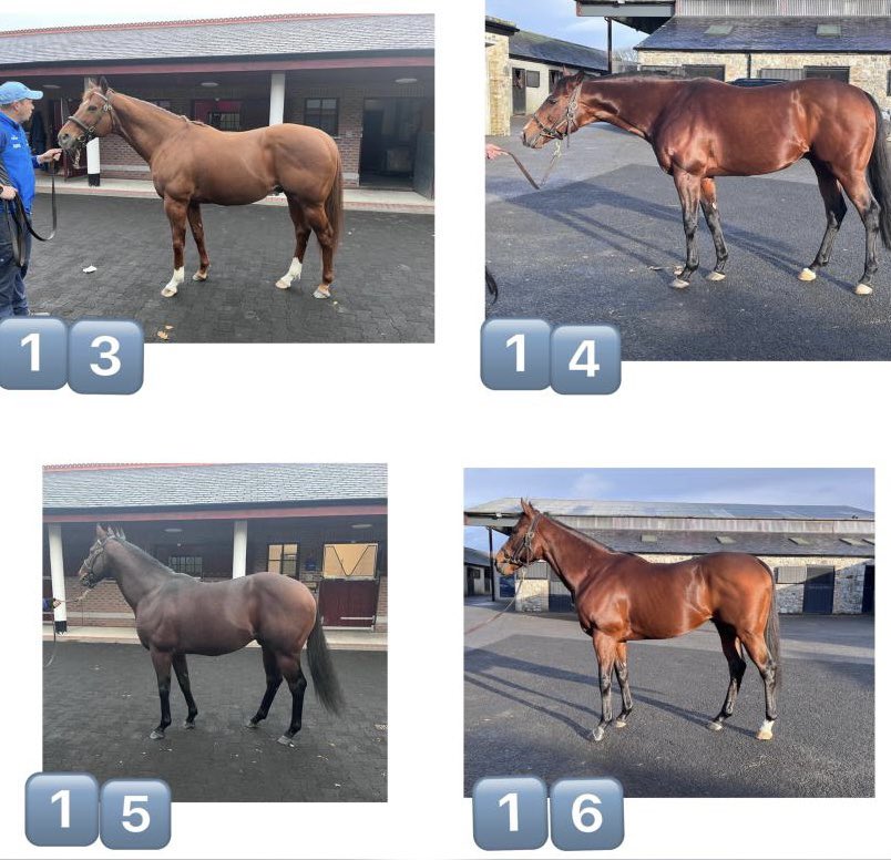 NormandieBreeding tweet media