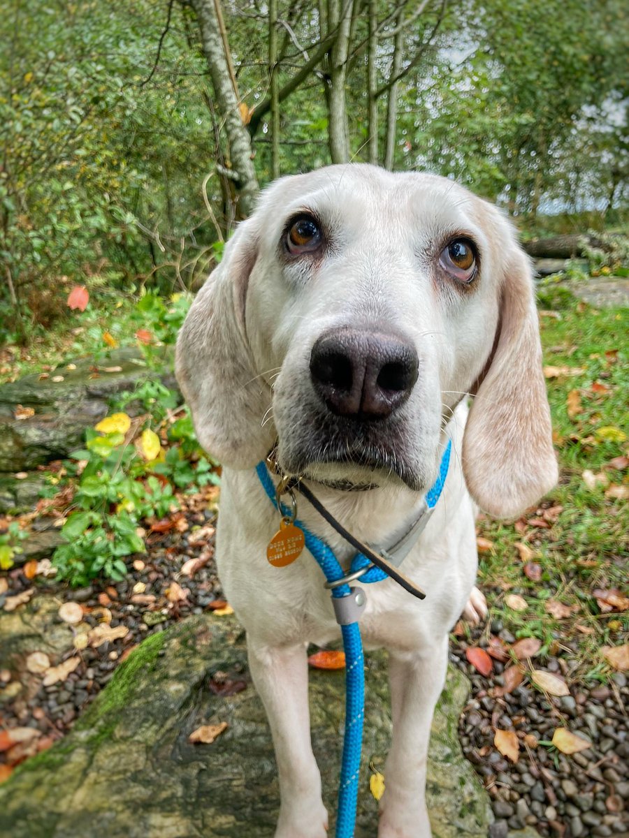 Animal Adoptions UK 🐕‍🦺🐈🐎❤️ tweet media