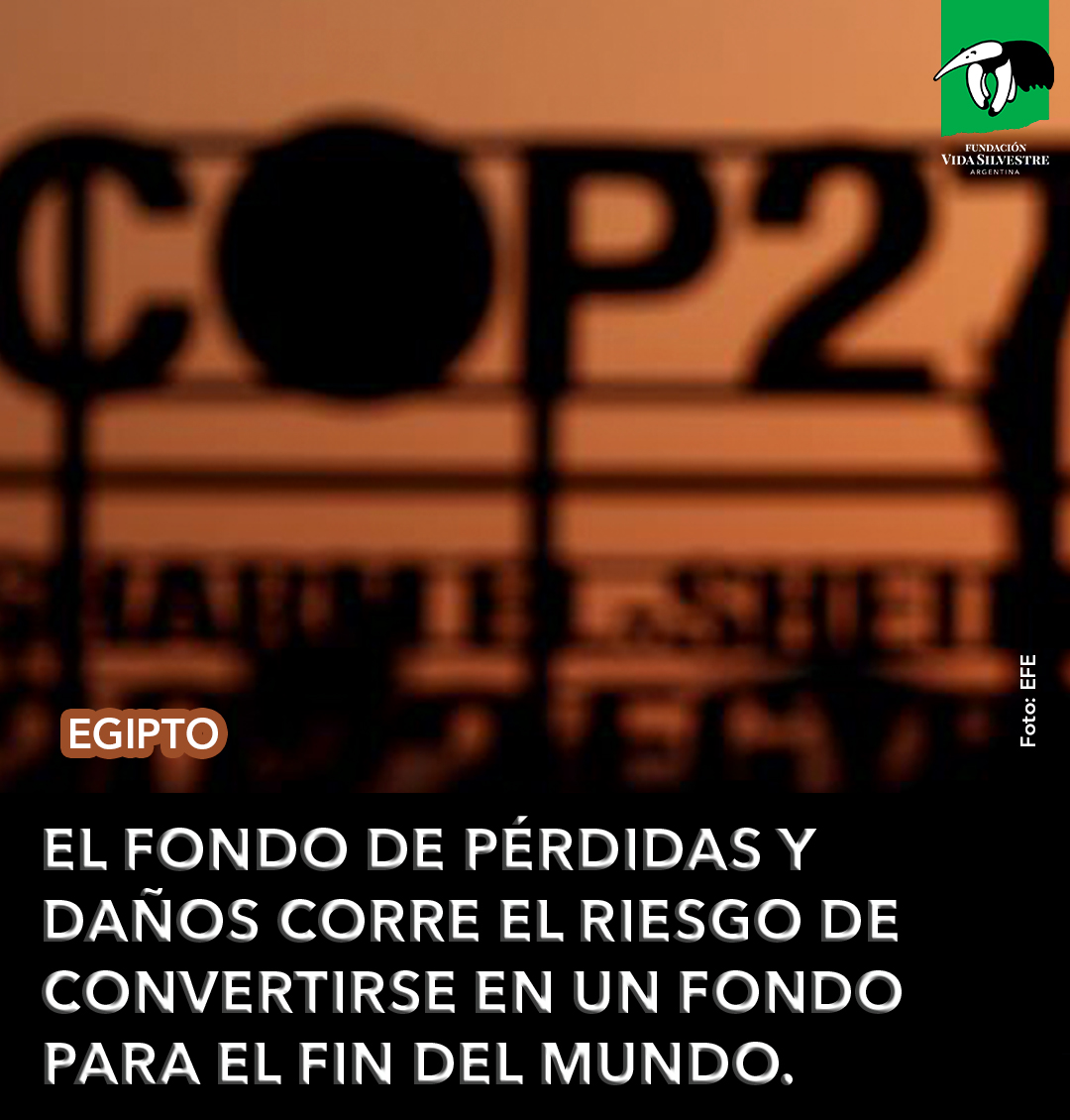 Vida_Silvestre's tweet photo. El acuerdo sobre pérdidas y daños acordado es un paso positivo, pero corre el riesgo de convertirse en un 'fondo para el fin del mundo' si los países no se mueven más rápido para reducir las emisiones y limitar el calentamiento global a menos de 1,5 °C dijo @manupulgarvidal https://t.co/rKj8ZjmpaZ