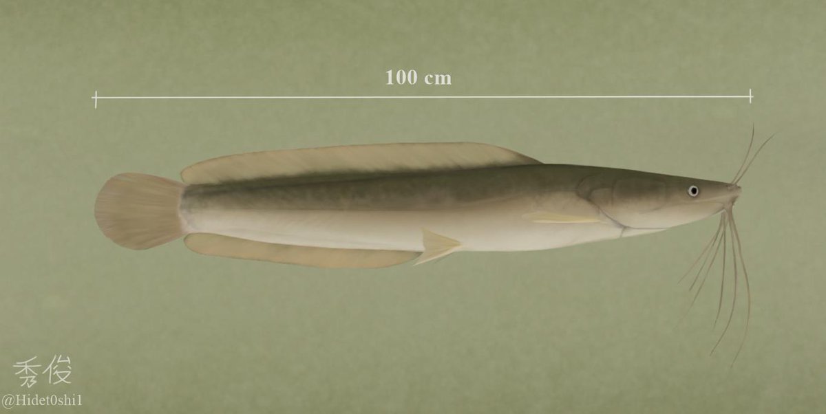 Didn't finish art this week so for today's #SundayFishSketch theme, adaptation, I decided to repost Clarias anguillaris, a hardy african #fish that like others from it's family has the ability to breath air and survive the unstable conditions of it's muddy environment!
#sciart