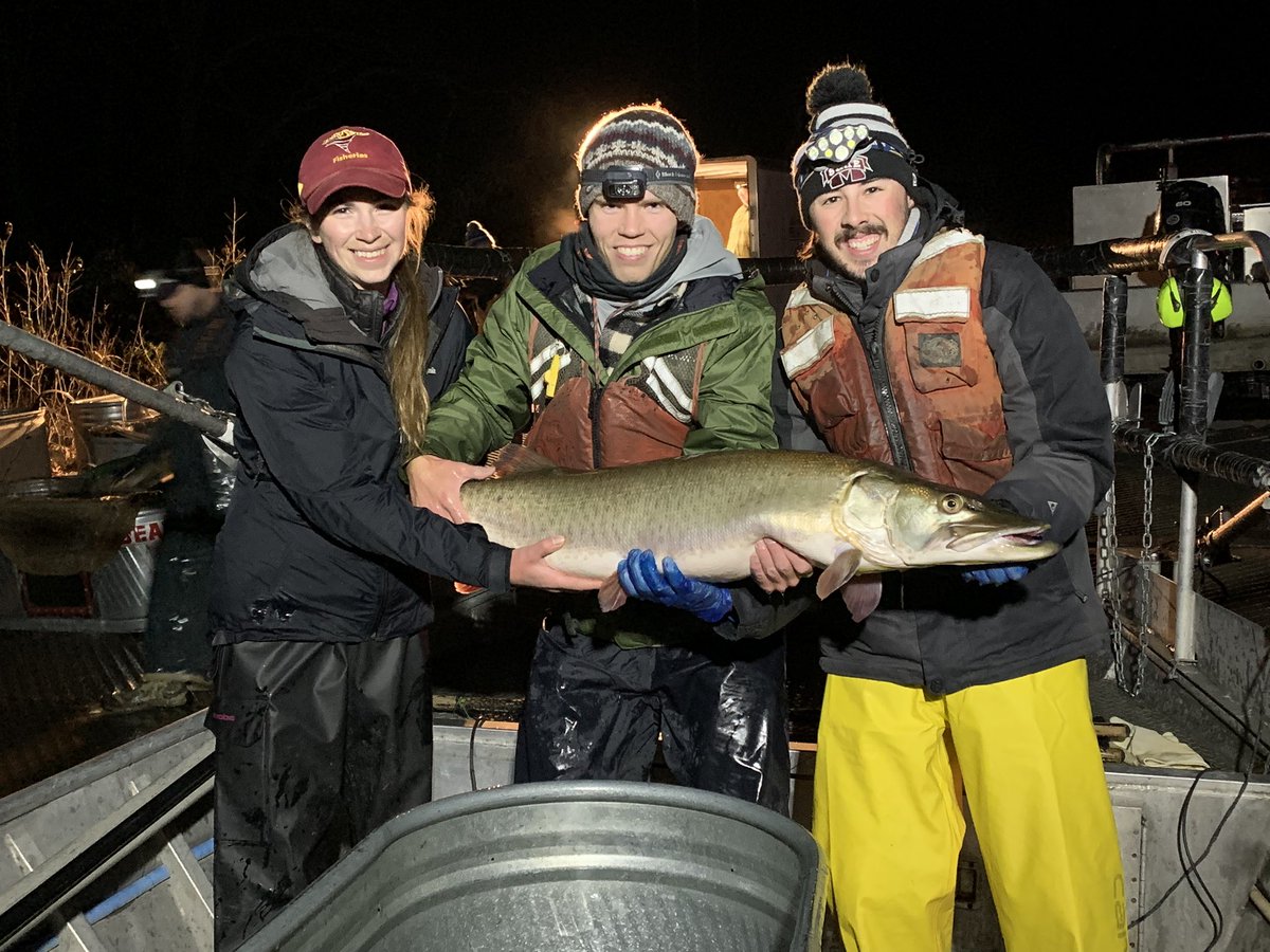 MJWeberLab's tweet photo. @Liebichthy Students holding one of our tagged Muskies from #Iowa !
#FishIowa https://t.co/Z4ftw4TpSK