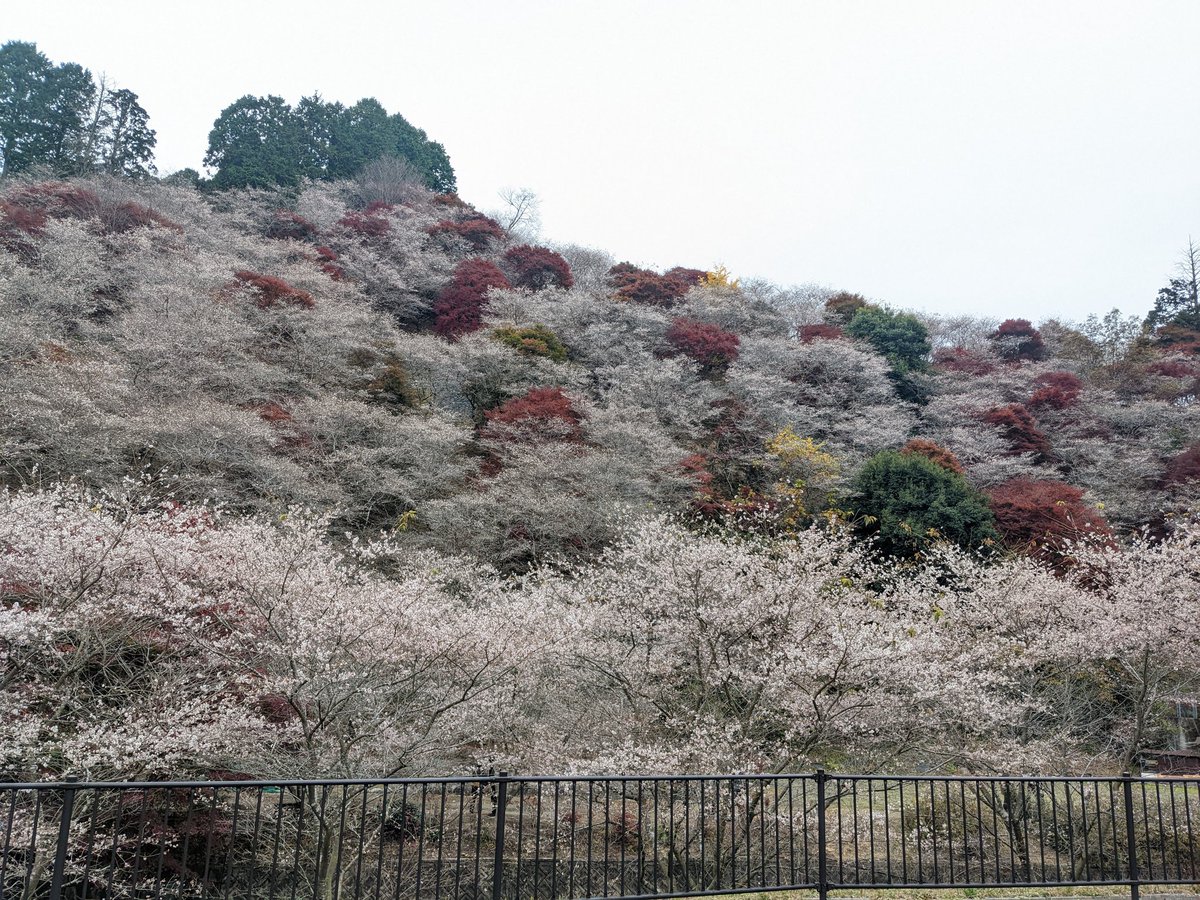 kawahiro2012's tweet photo. 豊田市小原の四季桜 https://t.co/IuwIuRcuLv