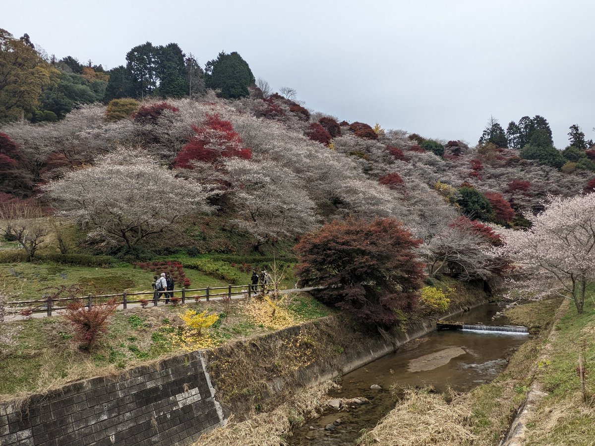 kawahiro2012's tweet photo. 豊田市小原の四季桜 https://t.co/IuwIuRcuLv
