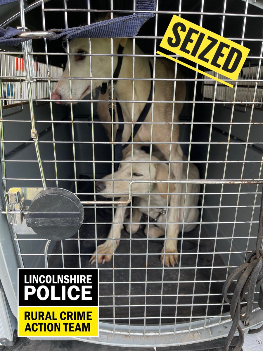 RCAT officers were straight out the office today to a report of hare coursing. 

3 Arrested - ✅

4 dogs seized - ✅

3 Pulsar thermal image scopes and binoculars seized - ✅ 

Also 1 further arrested for possession of a lock knife 🔪 

Assisted by <a href="/LincsPoliceOps/">Lincolnshire Police Specialist Operations</a> 

#RCAT #Team