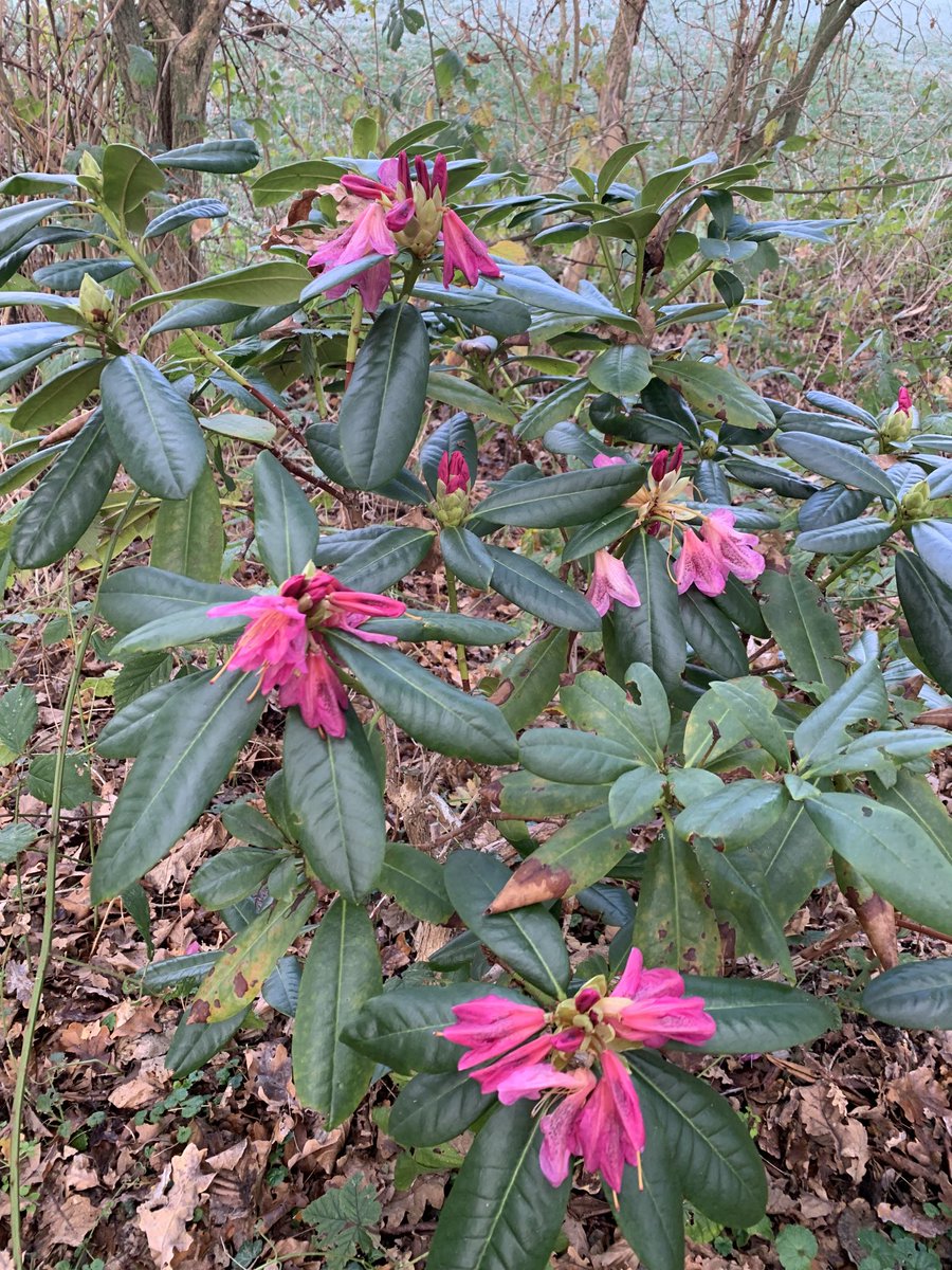 handewit's tweet photo. Nederland in november: bloeiende rhododendron https://t.co/p9opjNoEYq