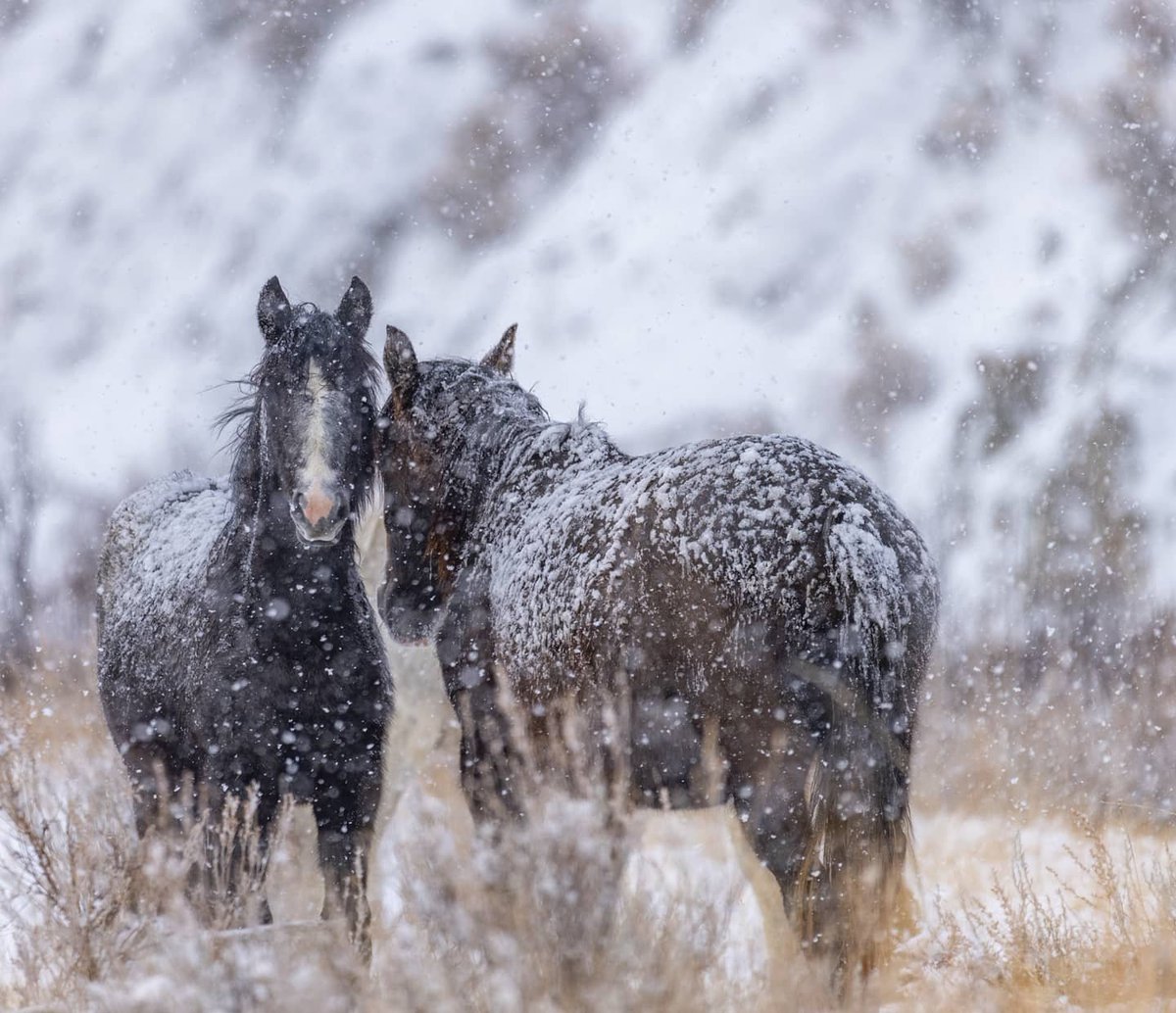 MedoraND's tweet image. Winter is one of the best times to spot wildlife in Theodore Roosevelt National Park. 🐎❄️ plan your trip at medora.com

📷@untamedimagery  #MedoraND #WinterTravel