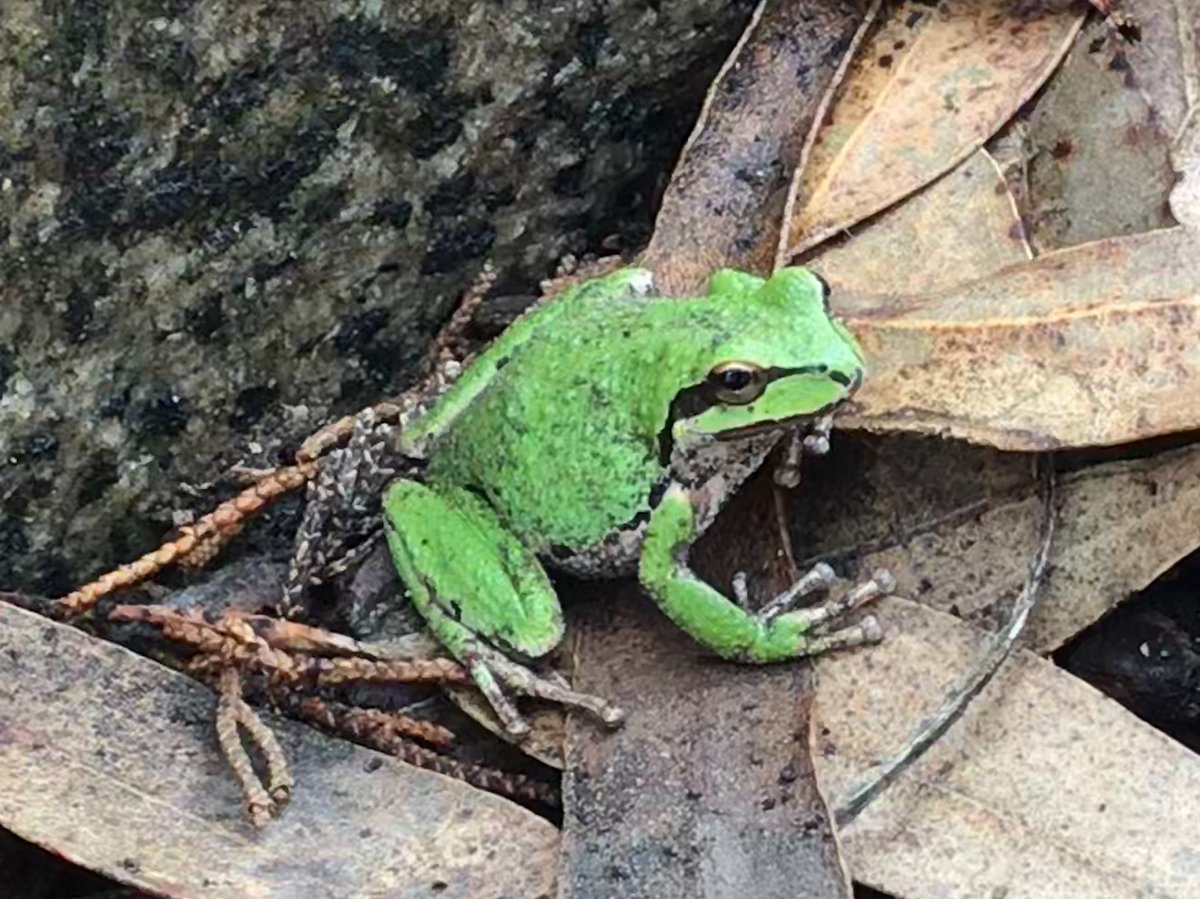 Zoogai's tweet photo. @7StellarJays Point Reyes National Seashore, California. #TweetAFrog https://t.co/guCaP1tEsl