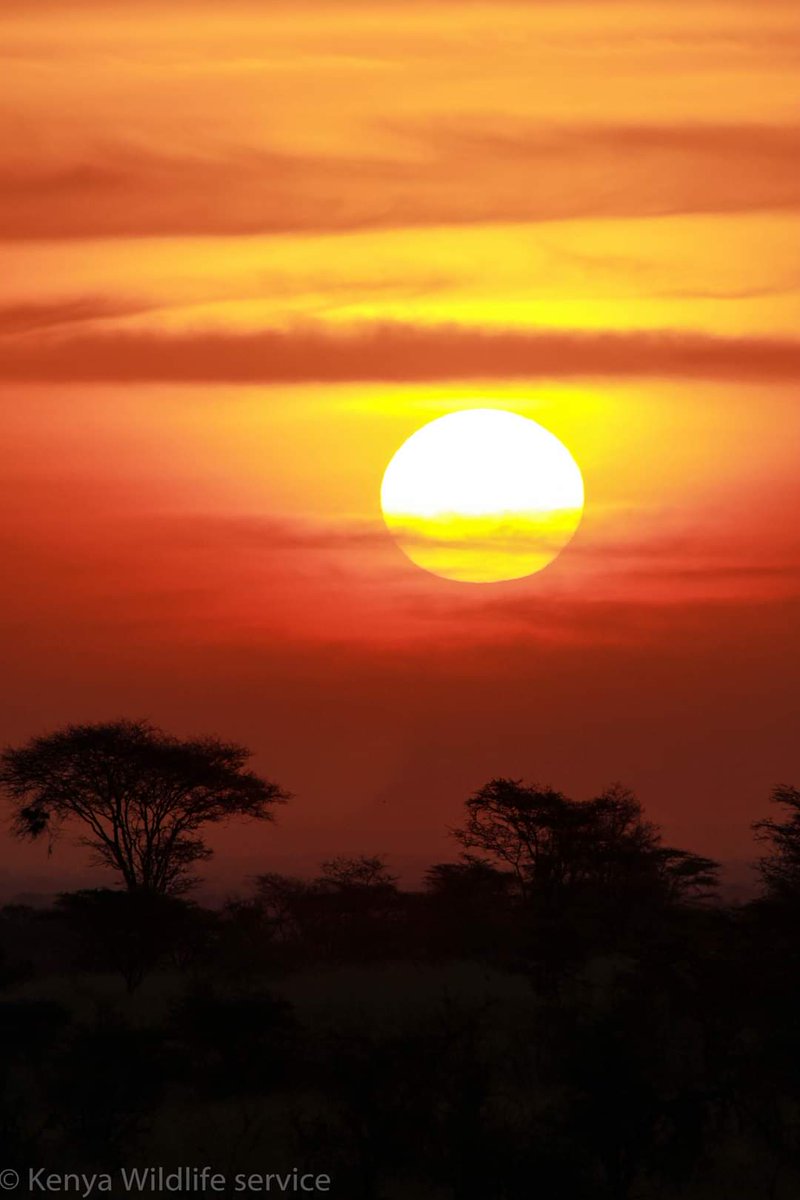 @_sundaysunsets_ @MadHattersNYC @RoarLoudTravel This #SundaySunset couldn't wait next month haha! Hello #sunset lovers.. 
#MeruNationalPark #ThisIsKenya
@kwskenya #ZuruMeruPark