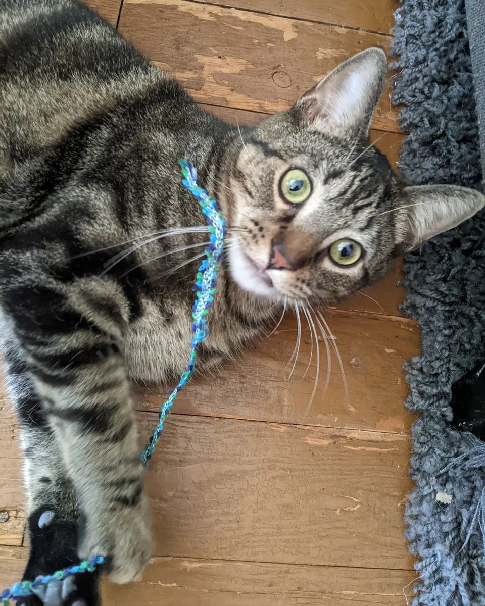 sciencatz's tweet photo. Carl's Disney eyes #CatsOfTwitter #KittensOfTwitter #BlotchedTabby #CarlSaganTheCat #CarlsInCharge #sciencatz #kitten #Kitty #kittens_of_world #KittensOfInstagram #CatsOfInstagra...
https://t.co/HtJ0FMiMbd via https://t.co/9pjMcJVXAj https://t.co/HGpU7FFIxA