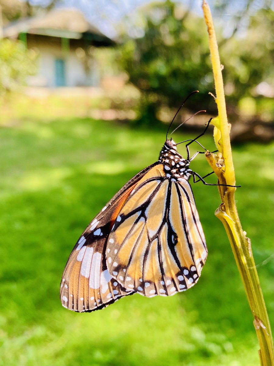 #IndiAves #ThePhotoHour #TwitterNatureCommunity #TwitterNaturePhotography #butterfly #SanjayGandhiNationalPark @MSgnp @Apple