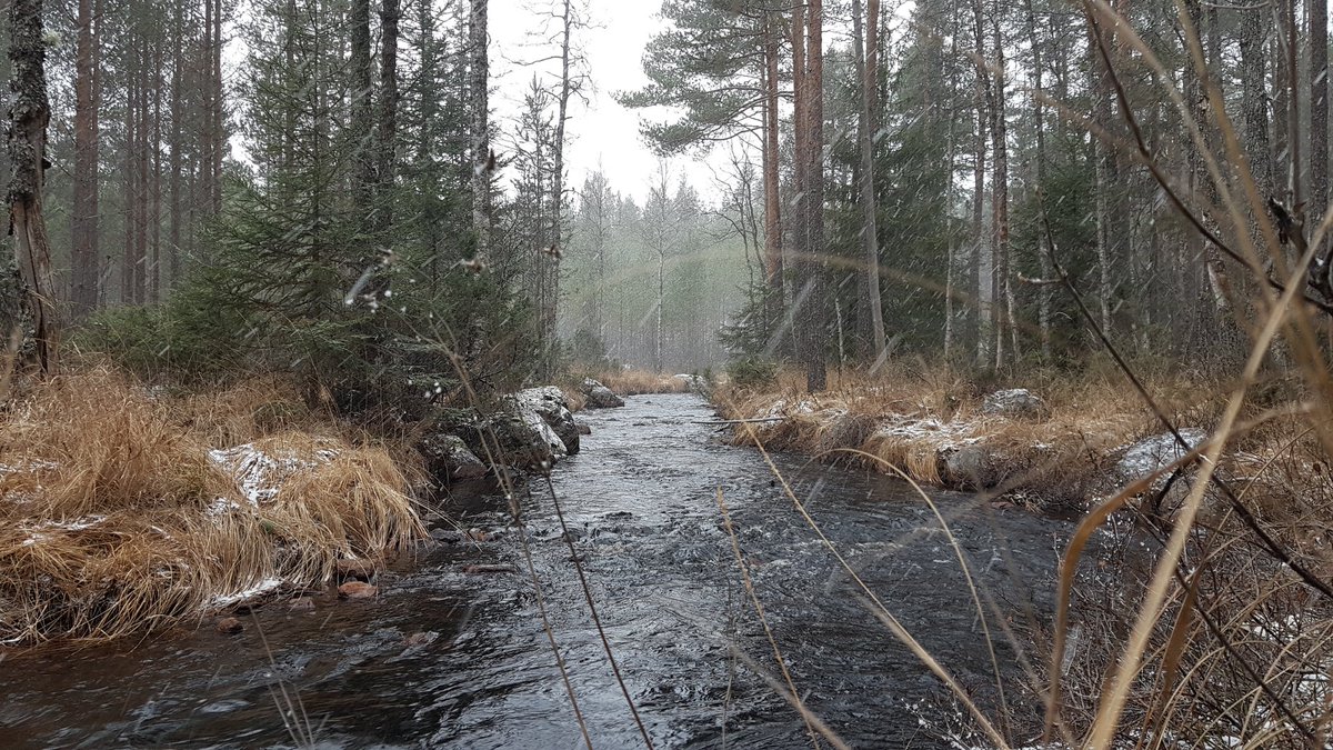 DuirSen's tweet photo. Deep in the Marshlands there is still some old forest standing.
This stream is free from human influence.
Here I can be at Peace.
Here I feel at home.

#sweden #forest #nature #NatureBeauty #naturelovers https://t.co/qncVwW4okB