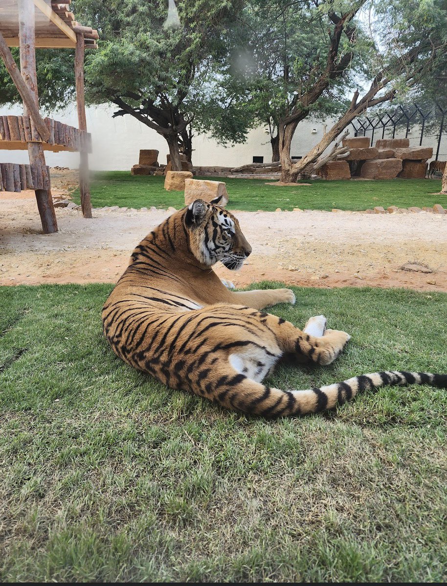 Riyadh Zoo 📍
.
.
حديقة الحيوانات بالرياض صارت احلى من اول 🐘🐆
maps.app.goo.gl/72FUArsxVY5Ncp…

.
.
.
.
#الرياض #أماكن_الرياض #السعودية