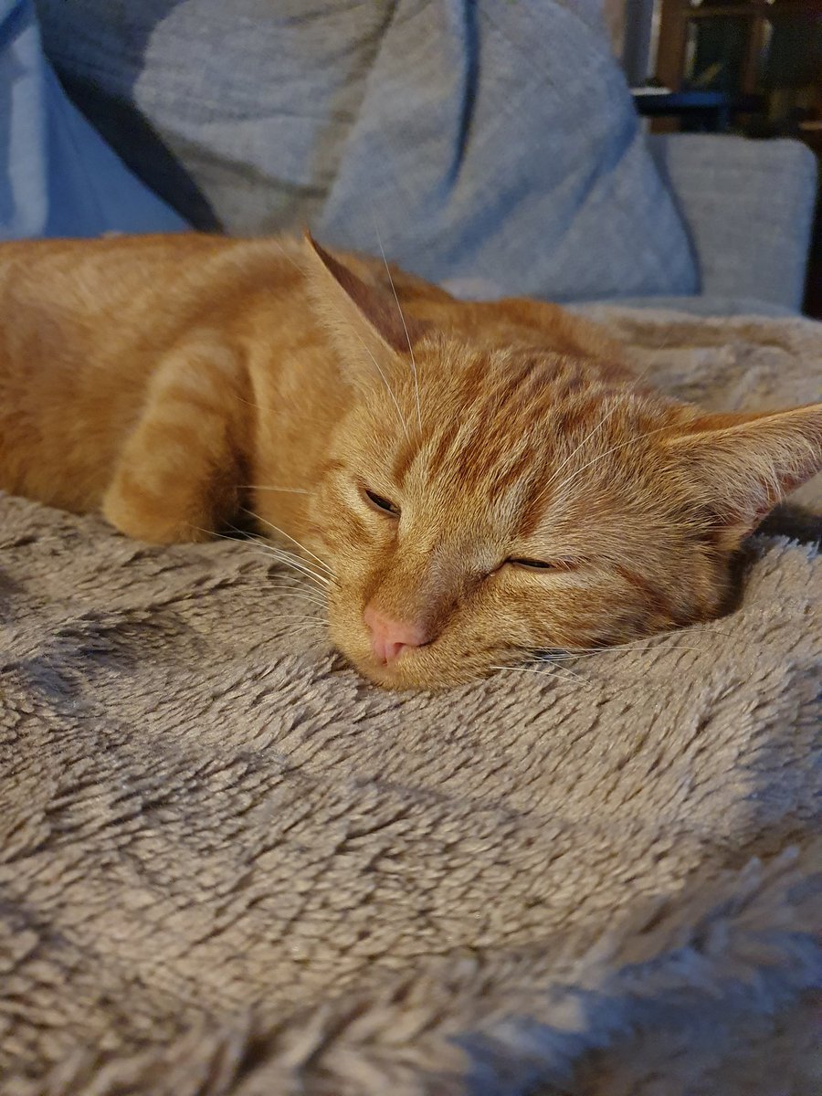 Starsky3Hutchin's tweet photo. Oh no, Mum is shouting at the TV - football must be on. Oh joy! 😼 Hugs Hutchinson
#GingeAndTuxi #FIFAWorldCup #NotOffSide #cats #CatsofTwittter https://t.co/ugIMW2kkde