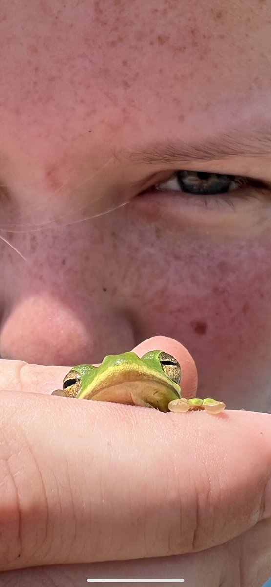 chriscotter17's tweet photo. #TweetAFrog https://t.co/NpqJCYPQtX