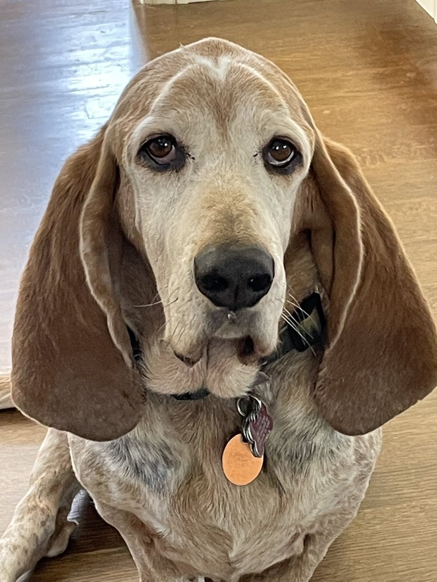 I am a good boy. Do I get a treat? #bassethound #DogsofTwittter #houndsoftwitter #RescueDogs #Dog https://t.co/0IYPceIhST