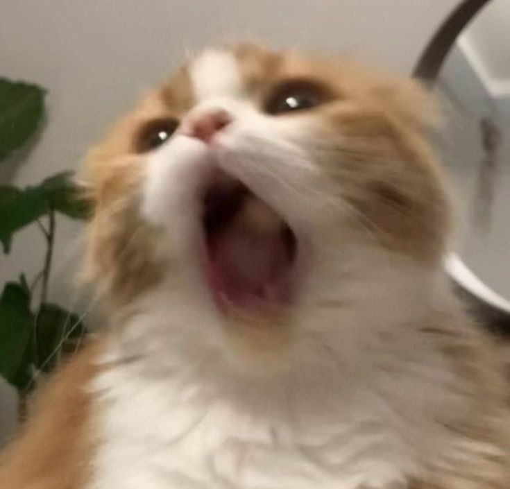 a-ria-ng⁷🪾 tweet media