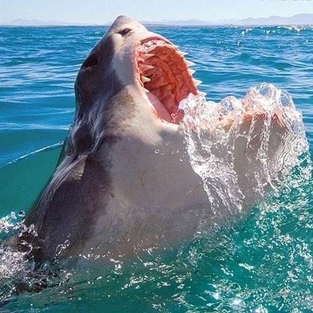 ruben_corella's tweet photo. #jaws #shark #tiburon #fauces #animals #sealife #vidamarina #oceans #amazing #wildearth #wildlife #wildlifephotography #photography #photooftheday #photo #blue #deepbluesea #mer https://t.co/Y3dKeHnw83