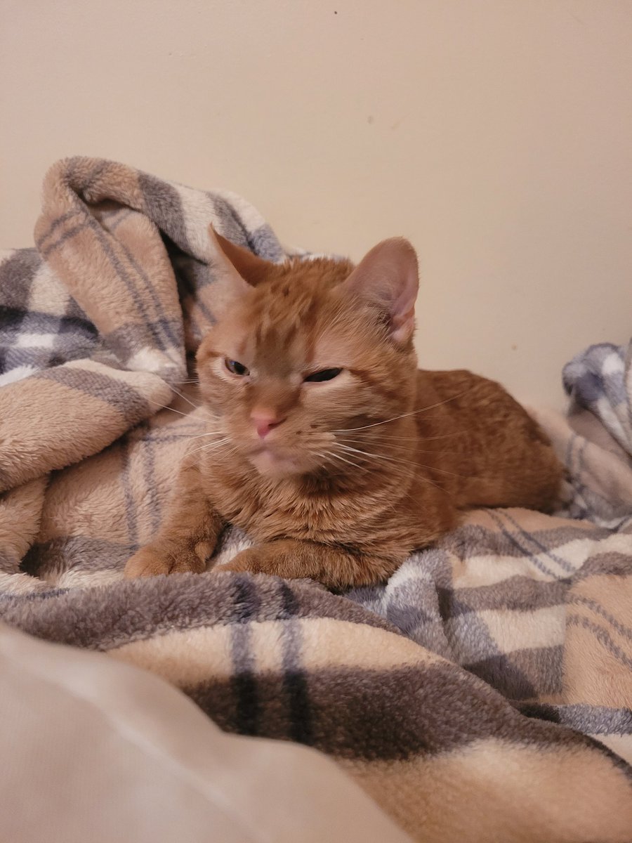 lynnslagle42's tweet photo. For those of you having Louie Pachouli Blue withdrawal, here he is being mad at me, per usual. I was holding Ella Fitzgerald 🤣🤣🤣 #edgarsfamily #cerebellarhypoplasia #chlove #wobblykitty #chkitty #angylouie #louiepatchouliblue #lookscouldkill #imintrouble #oops #glaredown https://t.co/cKetUD6bXW