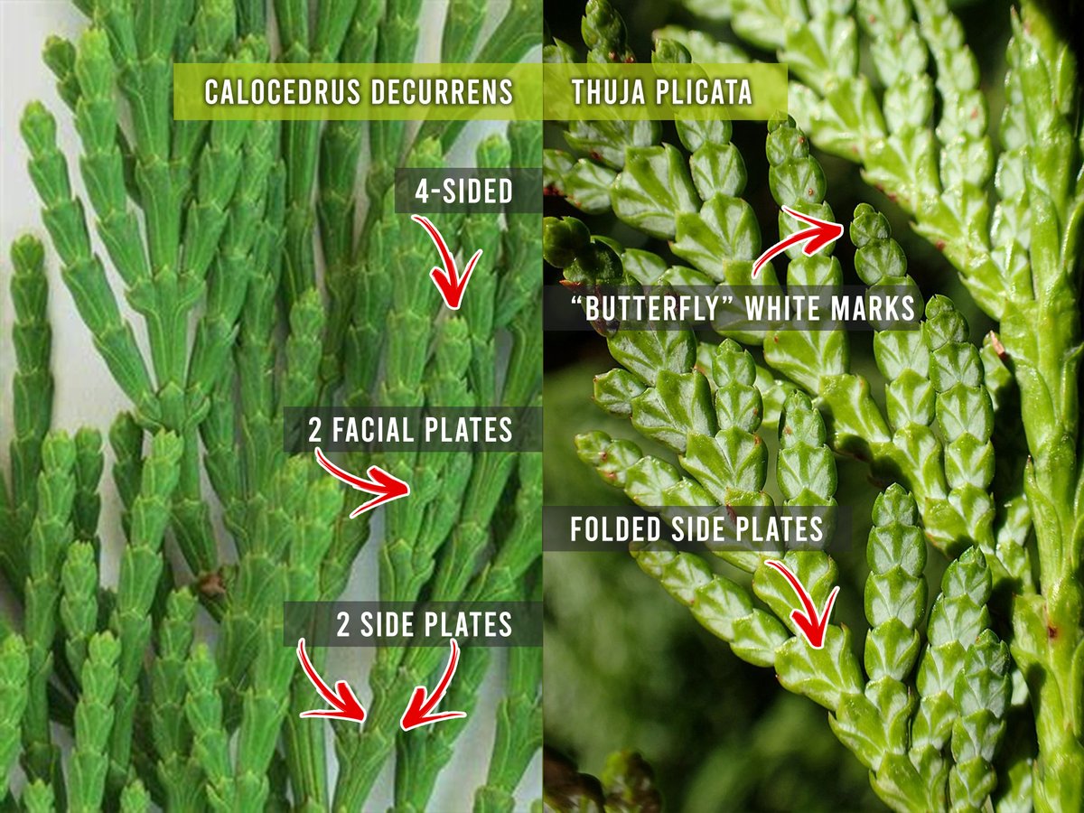 TreeMamaSEA's tweet image. Winter is here! Time to brush up on our #evergreen #treeidentification skills. 

The Incense Cedar (C. Decurrens) and Western Red Cedar (T. Plicata) are both in the Cypress family - and are easy to confuse.

Our tip? Look closely at the scale plates! #iSeaTree