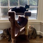 Photo by MPWs Chonky Cats (@MPWsFurballs)