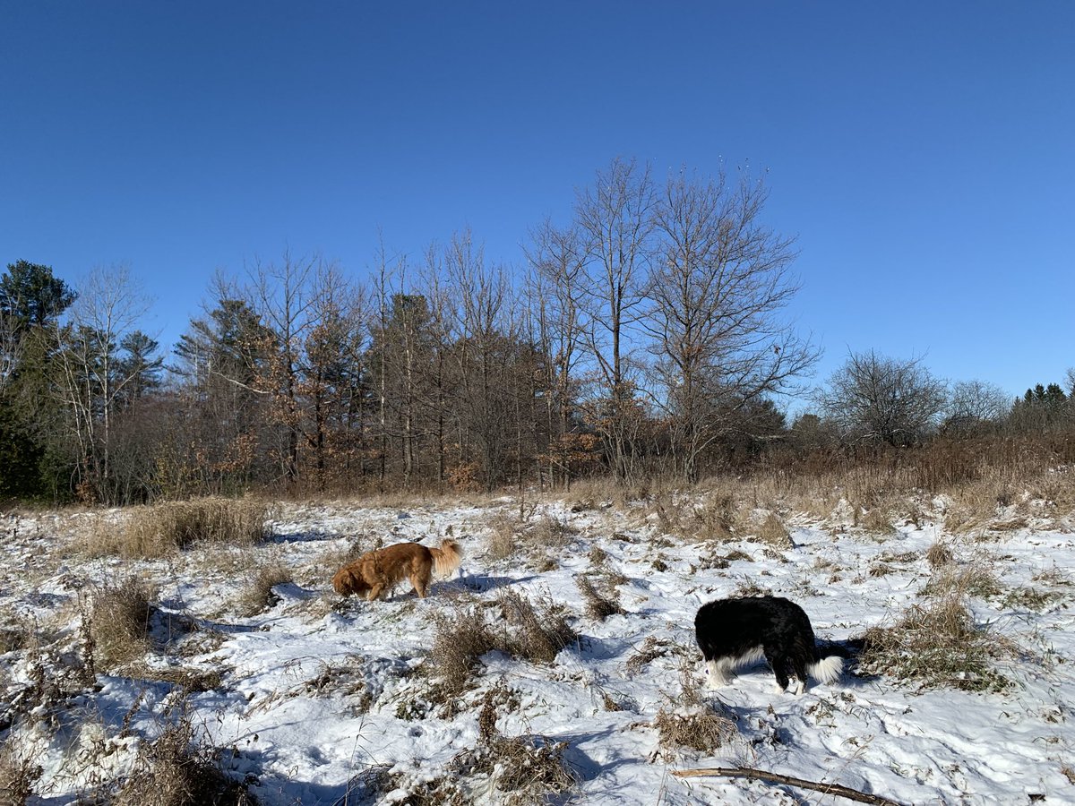 Beautiful blue sky morning out with #princess Pippa and Clara. #bordercollie #dogsoftwitter