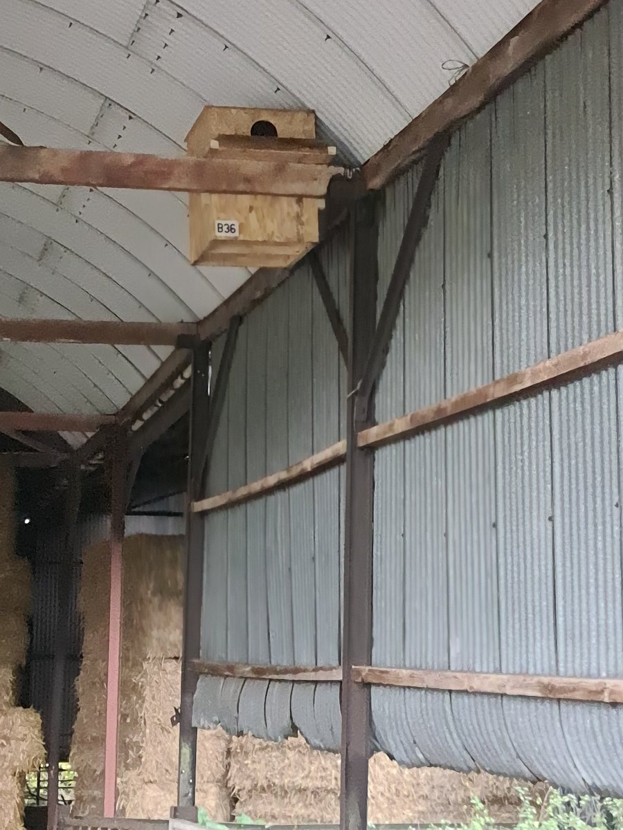 This morning with the help of my friend we managed to erect a Barn Owl nest box inside a steel barn on Llanarth estate. Very optimistic for this location having disturbed a Barn Owl roosting in the barn amongst the straw bales.

projectnestbox.co.uk