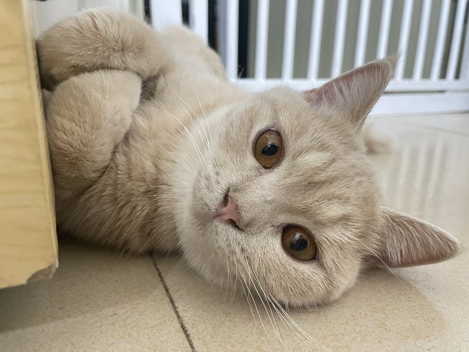 My little babe has gone 💔💔💔😭😭 https://t.co/gskoquswXk<a href="/tag/sex"class="tags"><span>#sex</span></a><a href="/tag/toys"class="tags"><span>#toys</span></a><a href="/tag/amazon"class="tags"><span>#amazon</span></a><a href="/tag/sextoys"class="tags"><span>#sextoys</span></a><a href="/tag/sextoyreview"class="tags"><span>#sextoyreview</span></a><a href="/tag/tracysdog"class="tags"><span>#tracysdog</span></a>