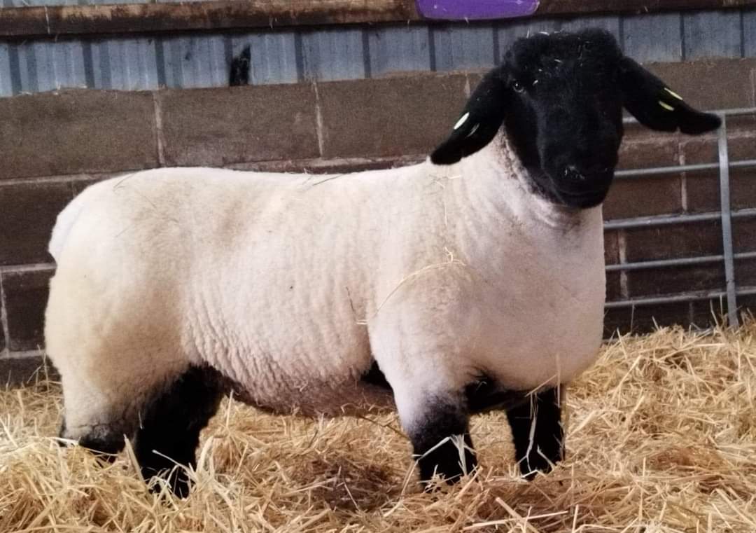 James Airey tweet media