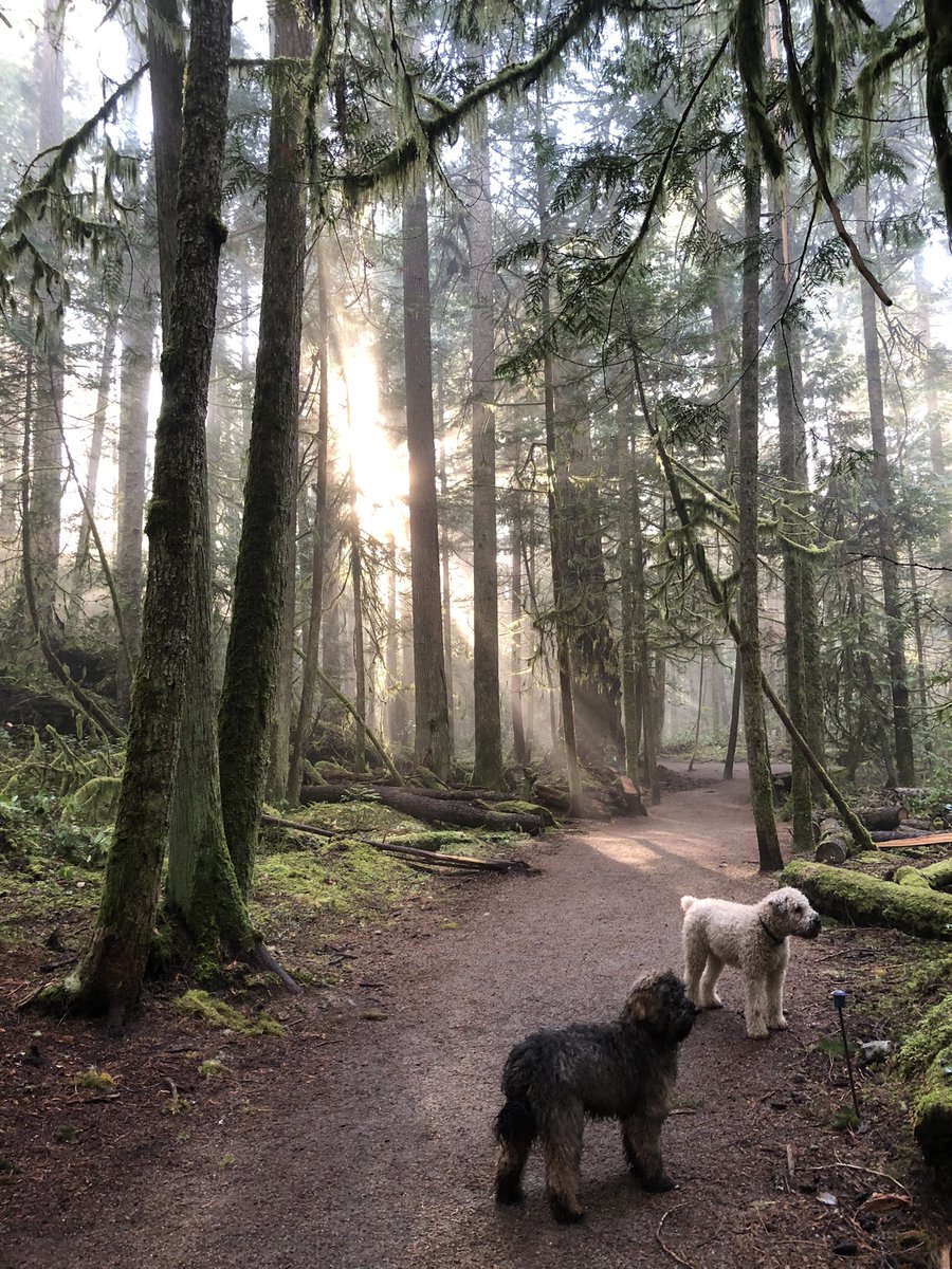 BCwildcoast's tweet photo. @philipnolan1 Daily forest walk #TwitterSunday https://t.co/x6MplpBVA4