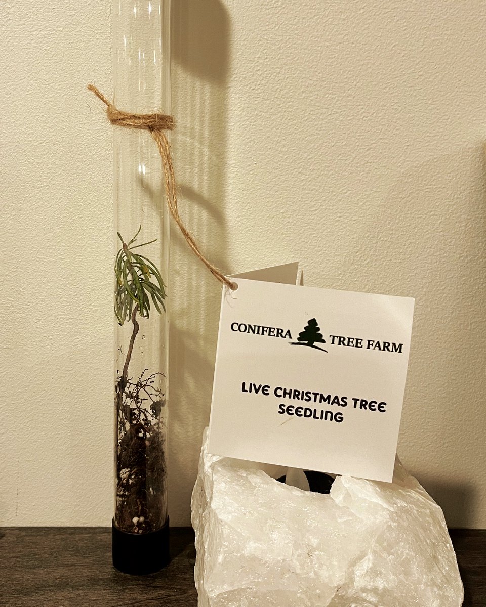 We are LOVING the Christmas Tree Seedlings available at Conifera Tree Farm this season! These are a perfect stocking stuffer! Each seedling comes complete with directions and the tube acts like a mini greenhouse until the seedling is potted. Learn more ⤵️ bit.ly/3VapVVH