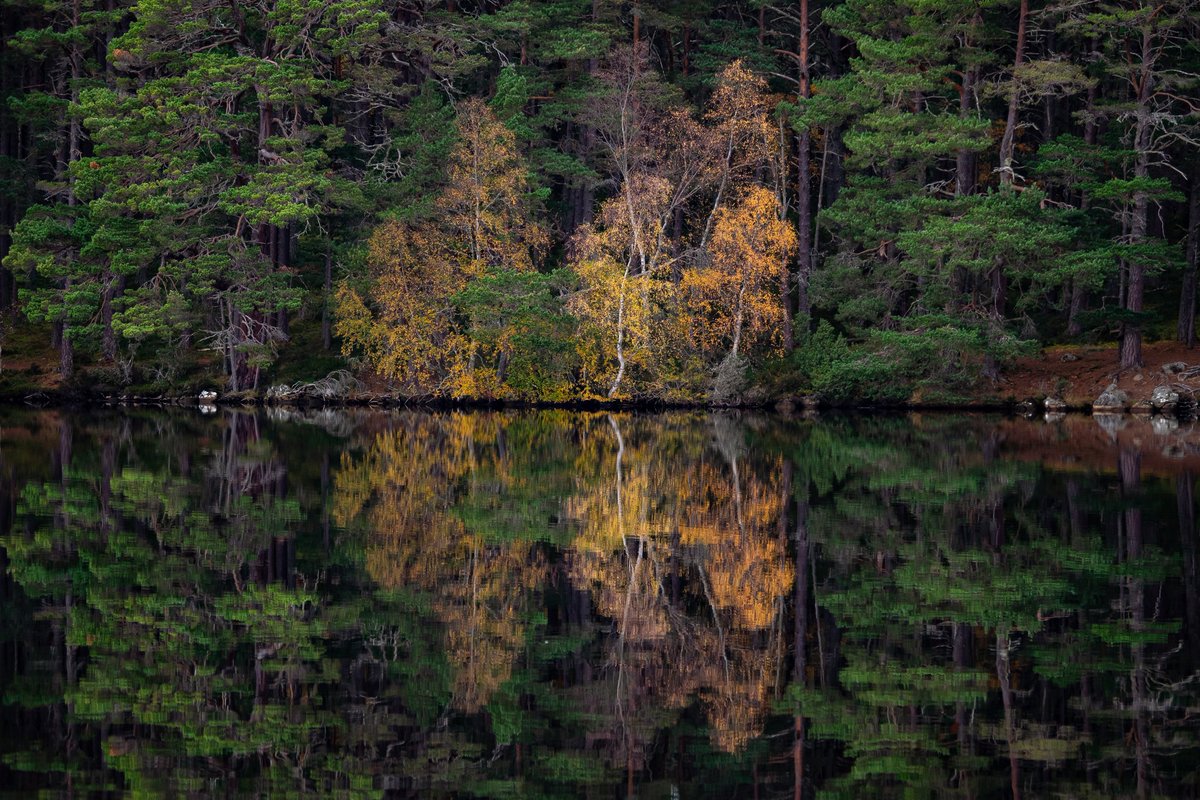 Spectacular #autumncolours and #reflections at #lochgarten in the #cairngorms last month on our family trip to #Scotland. 

<a href="/BBCSpringwatch/">BBC Springwatch</a> <a href="/cairngormsnews/">Cairngorms National Park</a> <a href="/LochGarten/">LochGarten</a> <a href="/Natures_Voice/">RSPB</a> <a href="/RSPBScotland/">RSPB Scotland</a>