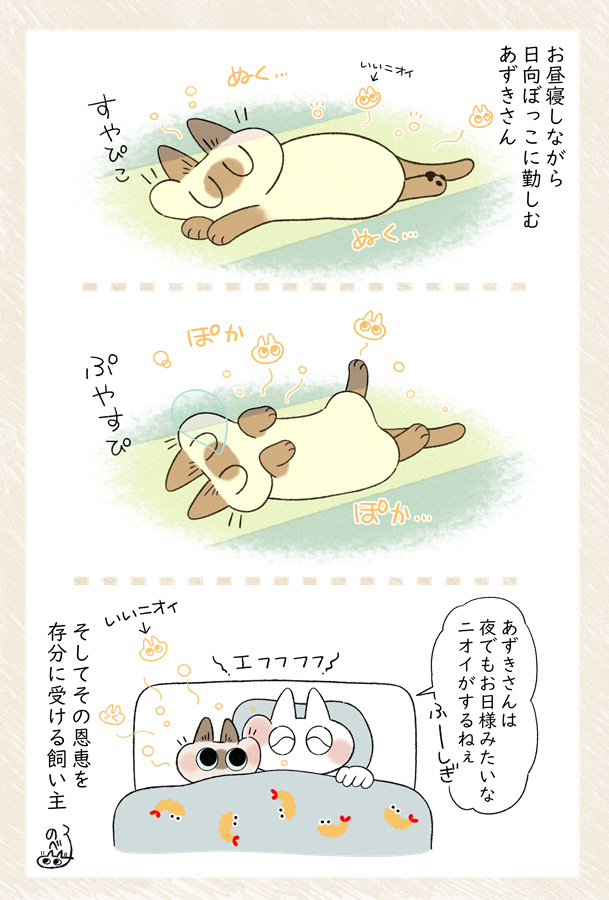 安眠効果抜群 #シャム猫あずきさんは世界の中心 