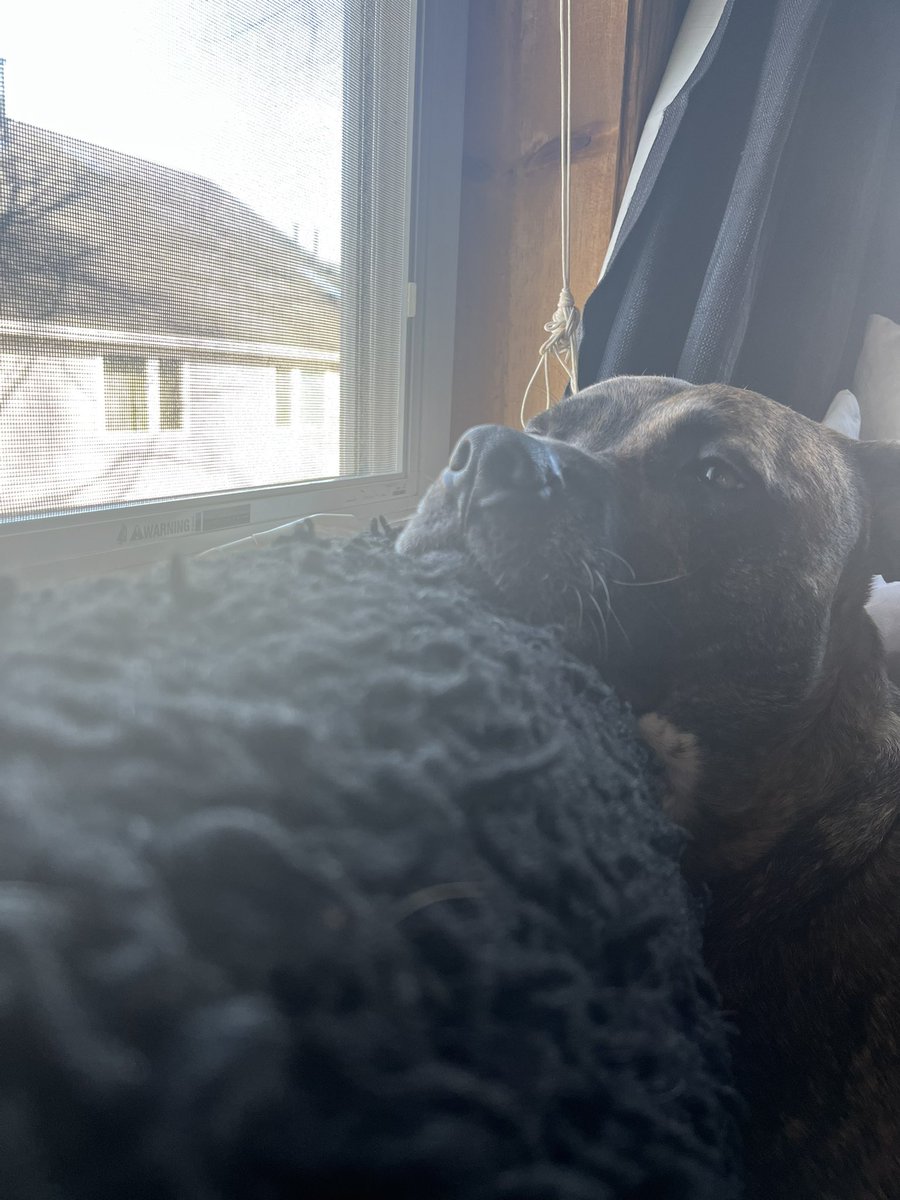 angiebulkeley's tweet photo. Someone isnβt liking the cold and wind today. #NoWalks https://t.co/NuRQADFD3h