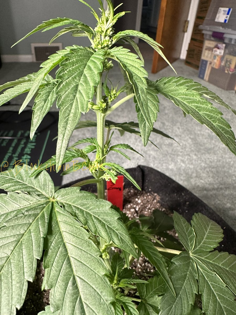 BlockchainBCmte's tweet photo. Found this guy, bagged already.  Hopefully some others of this strain are ladies #cannabiscommunity #mmemberville #weedmob #growyourown #stonerfam @blazedRTs #LEDgrowsItAll #indoorgarden @sme_rt https://t.co/MeFB9xEnxv