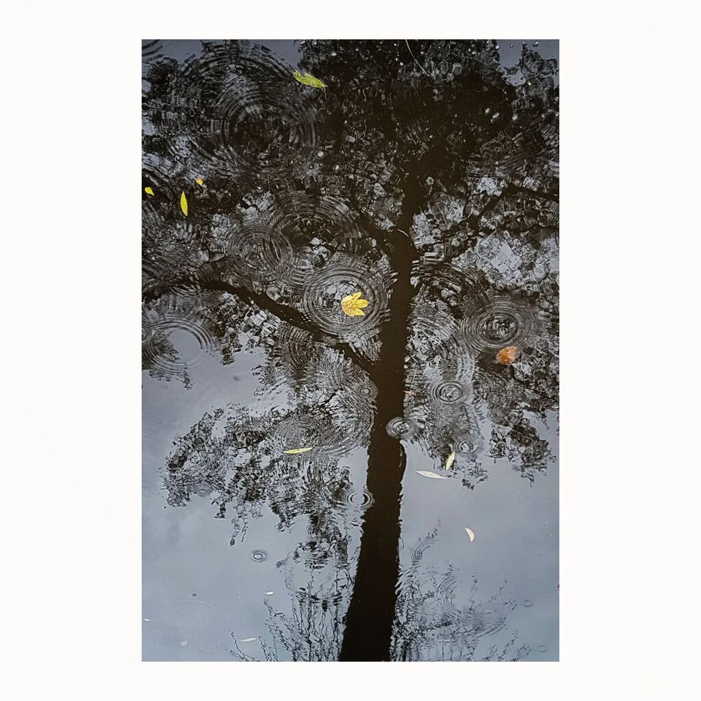 heijnisschipper's tweet image. #rainyday #rain #treereflection #autumnleaves #water #puddlegram #autumn #herfst instagr.am/p/ClMJe2pKWcT/
